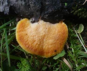 Orangegelber Saftporling, Foto 2