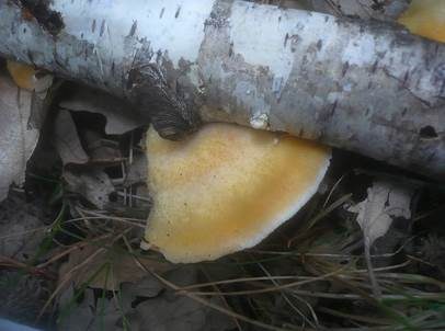 Orangegelber Saftporling, Foto 4