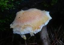 Orangegelber Saftporling, Foto 9