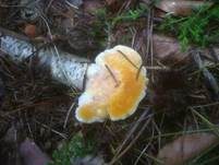 Orangegelber Saftporling, Foto 11