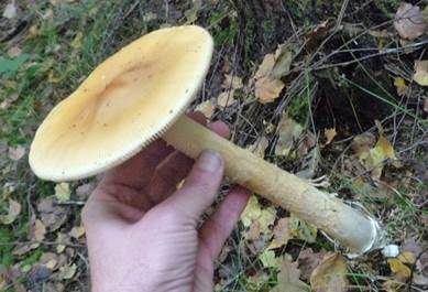 Orangegelber Scheidenstreifling, Foto 2