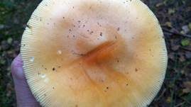 Orangegelber Scheidenstreifling, Foto 12