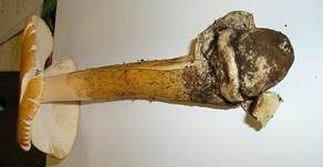 Orangegelber Scheidenstreifling, Foto 13