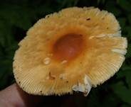 Orangegelber Scheidenstreifling, Foto 18
