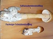 Orangegelber Scheidenstreifling, Foto 26