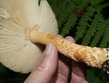 Orangegelber Scheidenstreifling, Foto 5