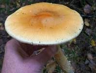 Orangegelber Scheidenstreifling, Foto 35