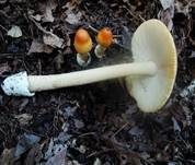 Orangegelber Scheidenstreifling, Foto 45