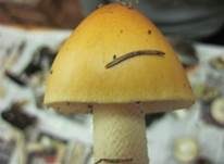 Orangegelber Scheidenstreifling, Foto 9