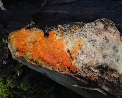 Orangegelber Schmarotzerpustelpilz, Foto 2