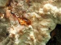 Orangeporiger Knorpelporling, Foto 32