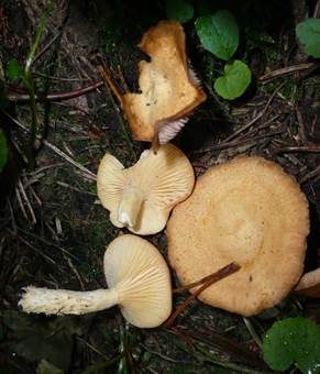 Oranger Gebirgsmilchling, Foto 4
