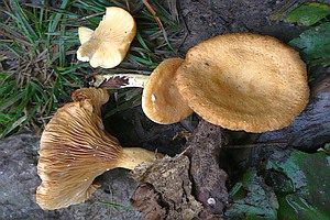 Oranger Gebirgsmilchling, Foto 1