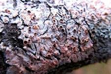 Oranger Rosarindenpilz, Foto 7