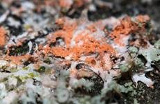 Oranger Rosarindenpilz, Foto 11