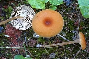 Orangerote Loreleia, Foto 1
