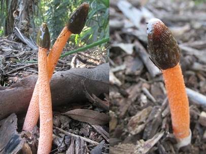 Orangerote Stinkmorchel, Foto 2