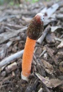 Orangerote Stinkmorchel, Foto 4
