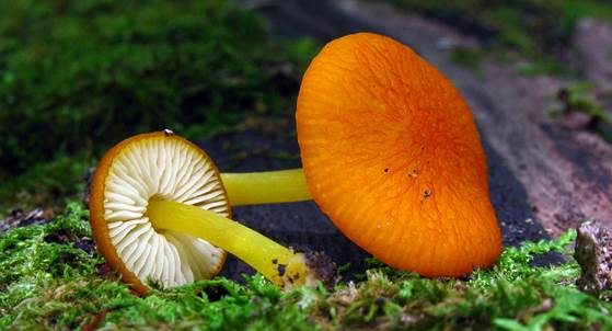 Orangeroter Dachpilz, Foto 2