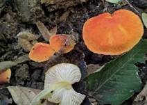 Orangeroter Dachpilz, Foto 5
