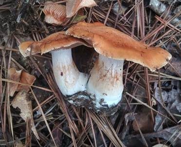 Orangeroter Gürtelfuß, Foto 2