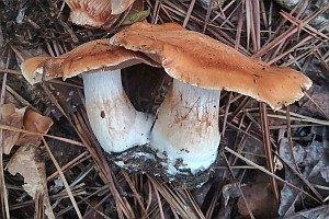 Orangeroter Gürtelfuß, Foto 1
