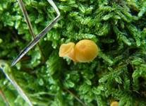 Orangeroter Heftelnabeling, Foto 19