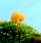 Orangeroter Heftelnabeling, Foto 20