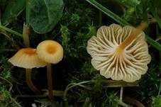 Orangeroter Heftelnabeling, Foto 21