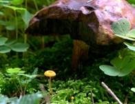 Orangeroter Heftelnabeling, Foto 31
