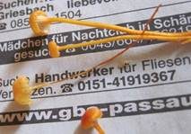 Orangeroter Heftelnabeling, Foto 34