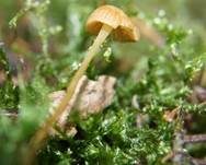 Orangeroter Heftelnabeling, Foto 35
