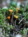 Orangeroter Heftelnabeling, Foto 42