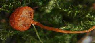 Orangeroter Heftelnabeling, Foto 46