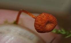 Orangeroter Heftelnabeling, Foto 49