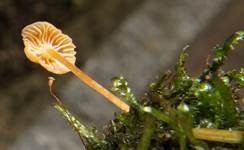 Orangeroter Heftelnabeling, Foto 54