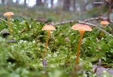 Orangeroter Heftelnabeling, Foto 57