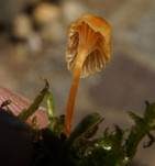 Orangeroter Heftelnabeling, Foto 8