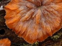 Orangeroter Kammpilz, Foto 6