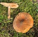 Orangeroter Ritterling, Foto 19
