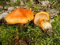 Orangeroter Ritterling, Foto 10