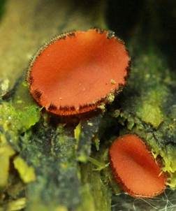 Orangeroter Schildborstling, Foto 4