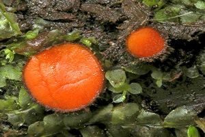 Orangeroter Schildborstling, Foto 1