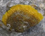 Orangeroter Schönfleck, Foto 6