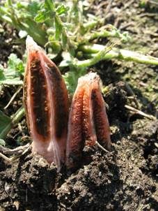 Orangeroter Stinkfingerpilz, Foto 4