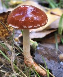 Orangeroter Träuschling, Foto 6