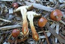 Orangeroter Träuschling, Foto 7