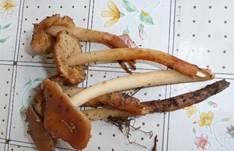 Orangeroter Wurzelschnitzling, Foto 14