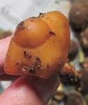 Orangeroter Wurzelschnitzling, Foto 5
