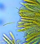 Blassgoldenes Spinnwebbecherchen, Foto 17